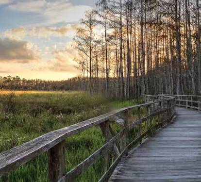 Step into the heart of nature at Corkscrew Swamp Sanctuary. This stunning boardwalk winds through ancient cypress forests, vibrant wetlands, and diverse wildlife habitats.