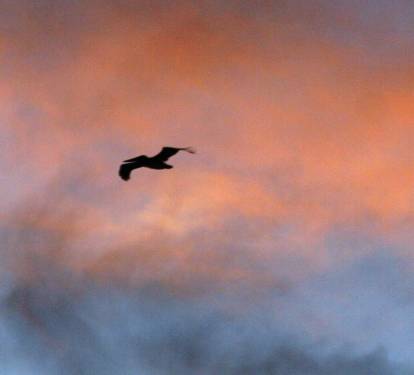 Photo #28
