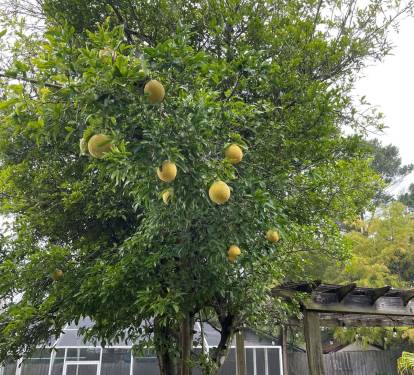Our Lemon Tree!