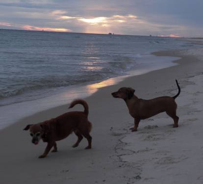 Bring those furbabies to enjoy some beach time too