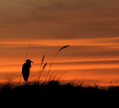 ?? "Silhouettes at Sunset. A graceful heron perches against the backdrop of a glowing sky—just one of the peaceful moments you’ll enjoy at A Shore Thing." ??? #CoastalSunsets #AShoreThing