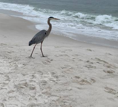 Please don't feed our family beach mascot!