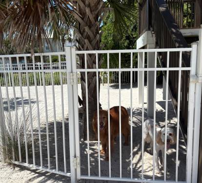 Fenced in yard for the pups!