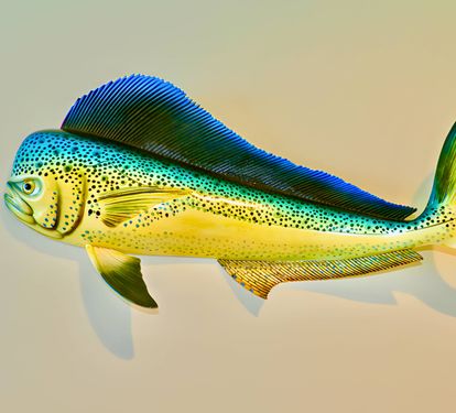 Colorful Mahi-Mahi