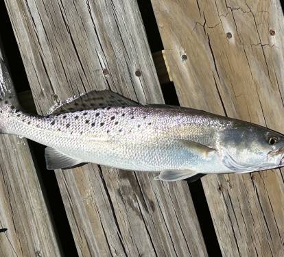 caught off peir