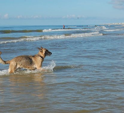 One of our rescues enjoying the dog friendly beach