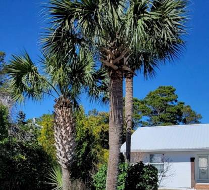 Tropical Landscaping