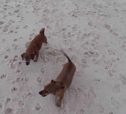Brings those pups toooo. They are allowed on the beach in Ft Morgan.