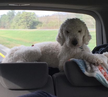 Dog Friendly, don't forget to pack your dog