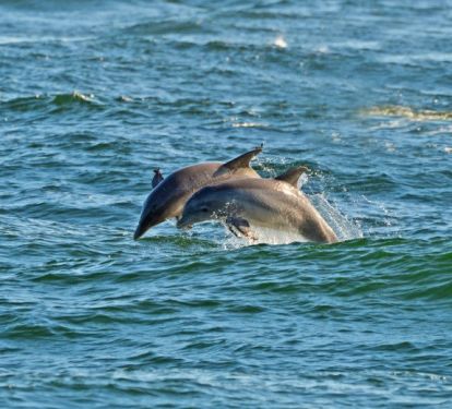 Watch from your balcony for dolphins or take a ride on the Sea Screamer.