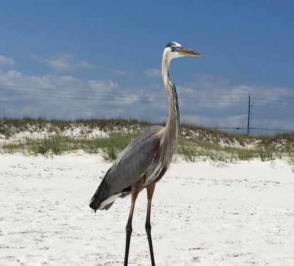 These guys hang out with the shore fishermen all day, waiting for a fish.