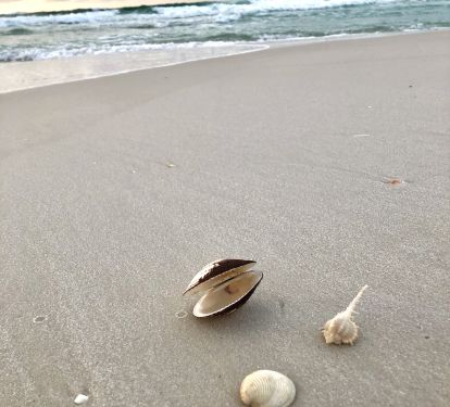 Amazing shells can be found year round on this beautiful beach!