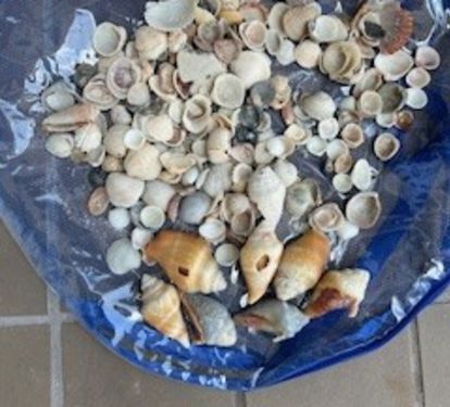 collection of shells found in one day