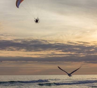 Seagull in flight at sunset