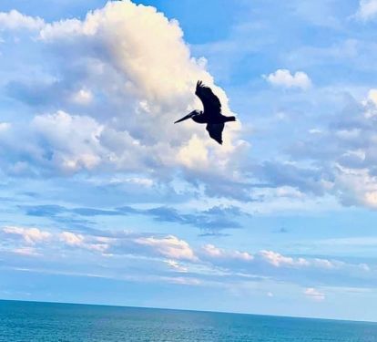 Pelican's &amp; other birds abound with all of the natural habitats in the parks.