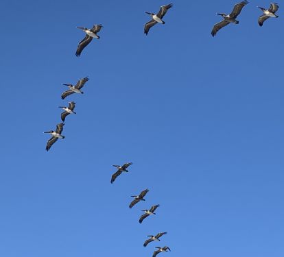 Pelicans on one of their fly-overs, as viewed from the deck.