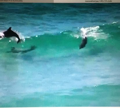 Dolphins are a common site.