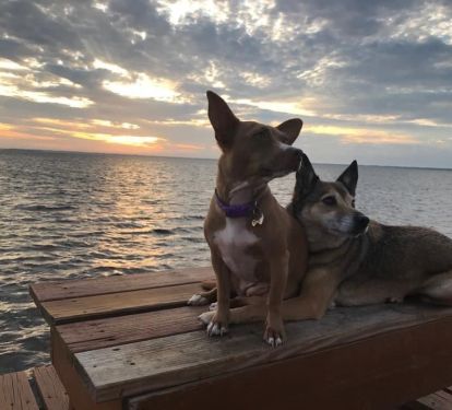 We are Pet Friendly (fee) and the Cape is a great place pets and family!