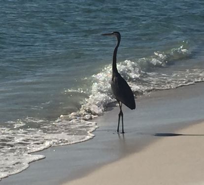 This heron is probably watching the dolphins going by!