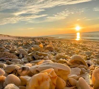 Morning Sunrise with many many Shells