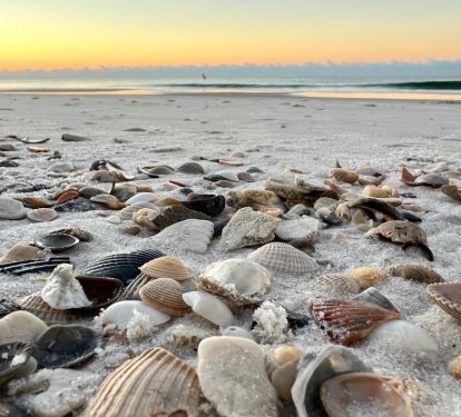 Sally's Seashore Hoard