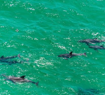Vibe-2 Dolphins playing in the Emerald Coast only 6/10's of a mile from Vibe's front door. Always fun to watch. Even better...take the free, included paddleboards or kayaks and see if they'll let you hang out with them for a bit.