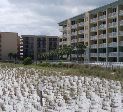 Beach Grass
