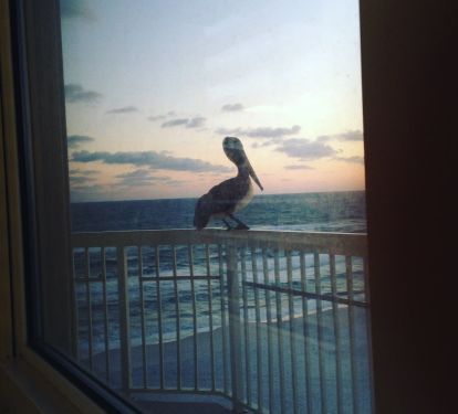 A real Pelican just landed on our deck at Pelican Perch.