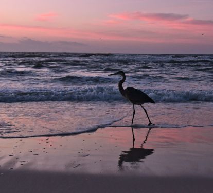 Beautiful wildlife everywhere!