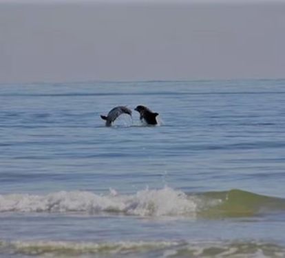Dolphins show from balcony is a site to behold.