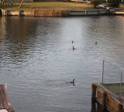 Lots of wildlife to see and enjoy!