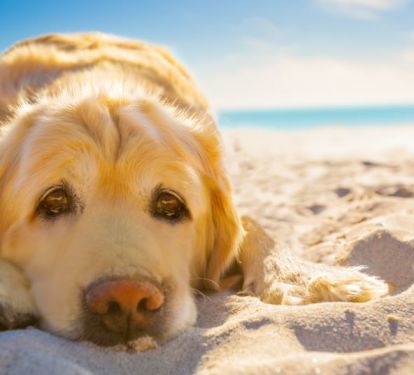 Pet Friendly 2 bed room Unit 