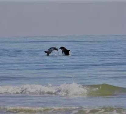 Watch dolphin from balcony.