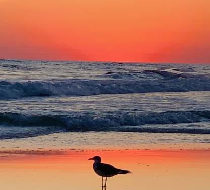 This Seagull wouldn't dream of being anywhere else