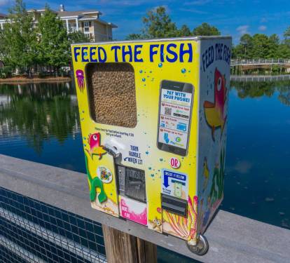 Feed the fish!