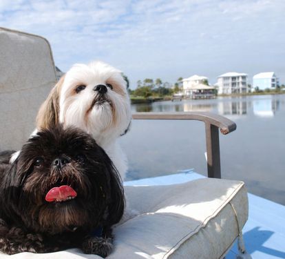 Sunset Daze Dog-Friendly