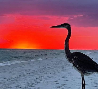 A heron standing on the beach at sunset.